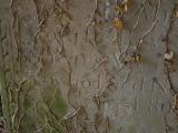 image of grave number 904514